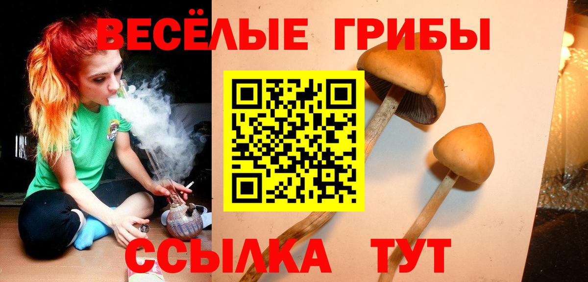 Псилоцибиновые грибы Psilocybe Шелехов